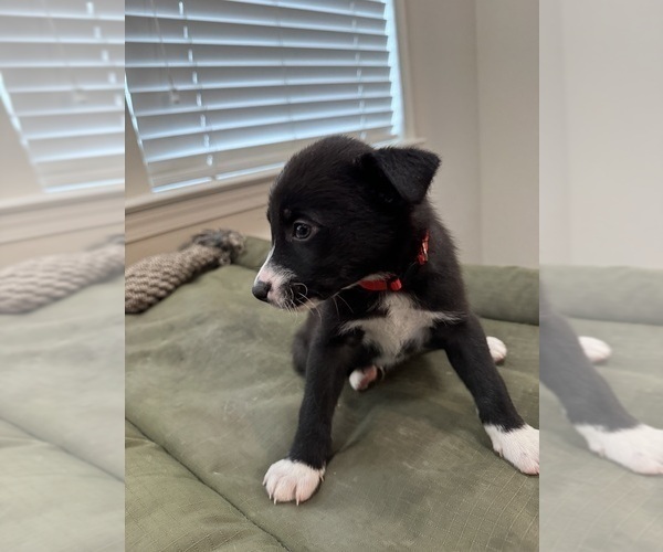 Medium Photo #6 Alaskan Husky-American Staffordshire Terrier Mix Puppy For Sale in SNEADS FERRY, NC, USA