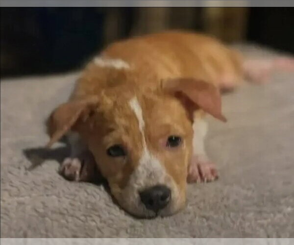 Medium Photo #3 Beagle-Unknown Mix Puppy For Sale in Westminster, MD, USA
