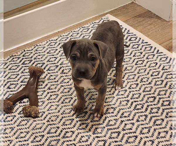 Medium Photo #1 Mutt Puppy For Sale in Fenton, MO, USA