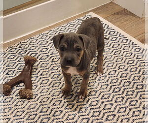 Mutt Dogs for adoption in Fenton, MO, USA