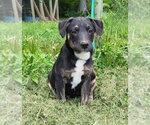 Small #4 Mountain Cur Mix