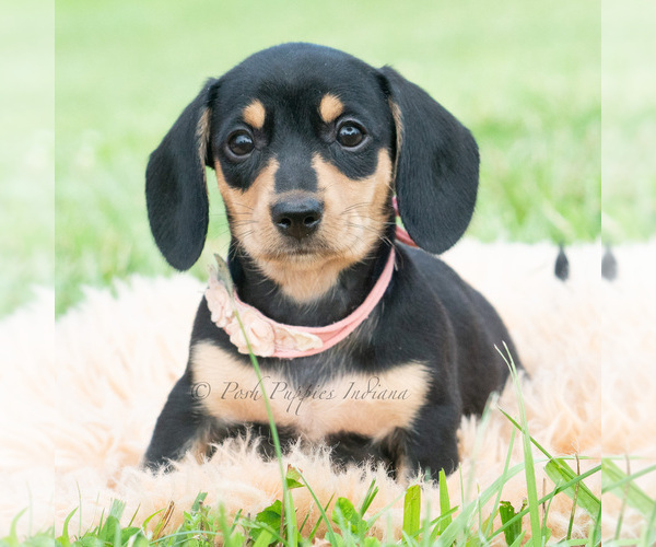 Medium Photo #2 Dachshund Puppy For Sale in WARSAW, IN, USA