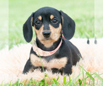 Small #1 Dachshund