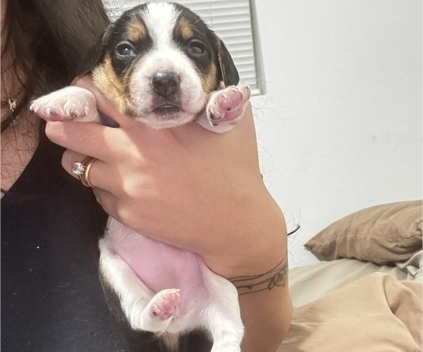 Medium Photo #1 Beagle Puppy For Sale in FORT LAUDERDALE, FL, USA