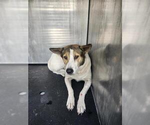 American Staffordshire Terrier-Unknown Mix Dogs for adoption in San Antonio, TX, USA