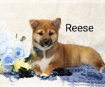 Puppy Reese Shiba Inu