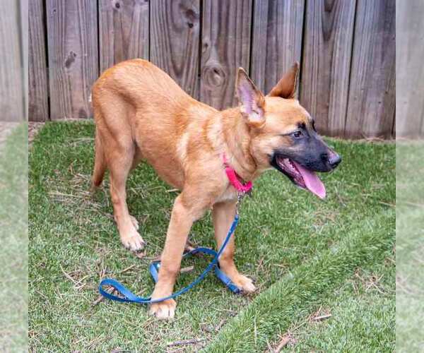 Medium Photo #10 Mutt Puppy For Sale in Kennesaw, GA, USA