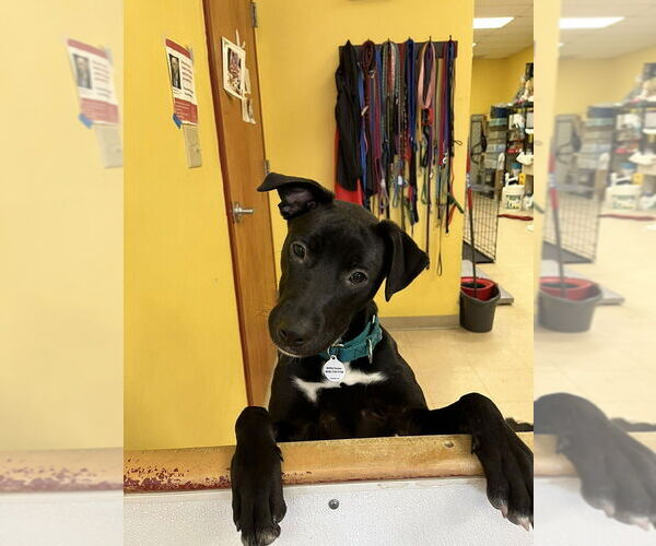 Medium Photo #1 Mutt Puppy For Sale in Candler, NC, USA