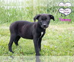 Small #4 Labrador Retriever Mix