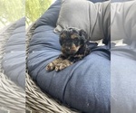 Small #8 YorkiePoo