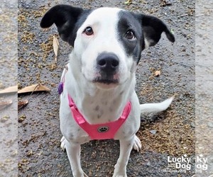 Danish - Female Lab-Pointer Dog for Adoption - Photo #2