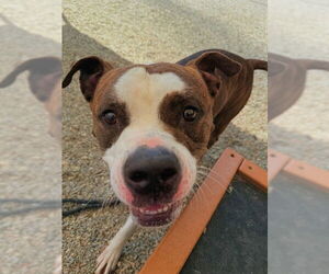 Bullboxer Pit Dogs for adoption in Palmetto, FL, USA