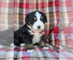 Small Photo #4 Bernese Mountain Dog Puppy For Sale in DELTA, PA, USA