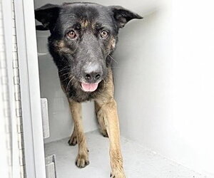German Shepherd Dog Dogs for adoption in Houston, TX, USA