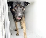 A662852 - Male German Shepherd Dog Dog for Adoption - Small photo