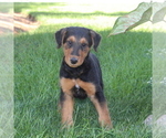 Small #1 Airedale Terrier