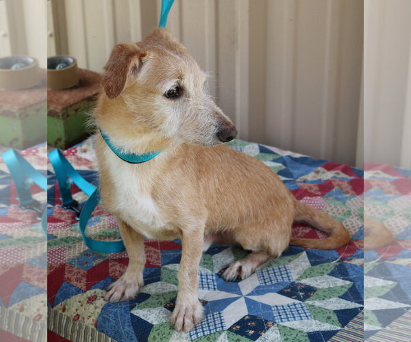 Medium Photo #3 Dachshund-Unknown Mix Puppy For Sale in Bandera, TX, USA