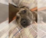 Small #8 American Pit Bull Terrier Mix