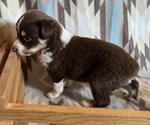 Small #1 Miniature Australian Shepherd