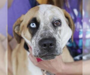 Labrador Retriever Dogs for adoption in San Antonio, TX, USA