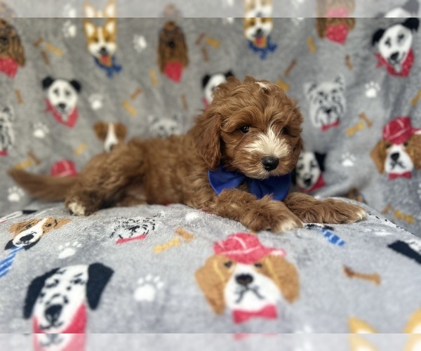 Medium Photo #9 Cavapoo Puppy For Sale in LAKELAND, FL, USA