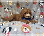 Small #8 Cavapoo