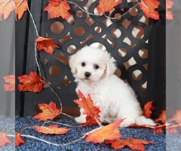 Medium Photo #3 Bichpoo Puppy For Sale in MOUNT VERNON, OH, USA