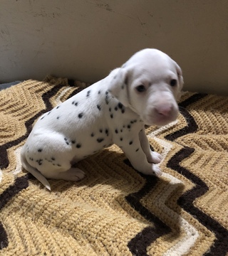 Medium Photo #7 Dalmatian Puppy For Sale in LINCOLN, NE, USA