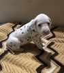 Small Photo #7 Dalmatian Puppy For Sale in LINCOLN, NE, USA