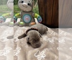 Small #1 Labrador Retriever