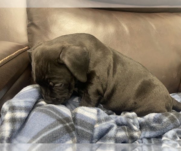 Medium Photo #52 American Bully Puppy For Sale in REESEVILLE, WI, USA