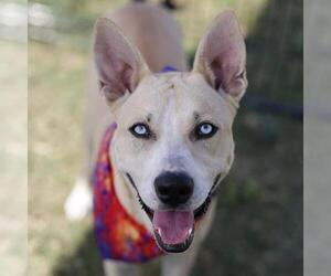 American Staffordshire Terrier-Unknown Mix Dogs for adoption in San Antonio, TX, USA
