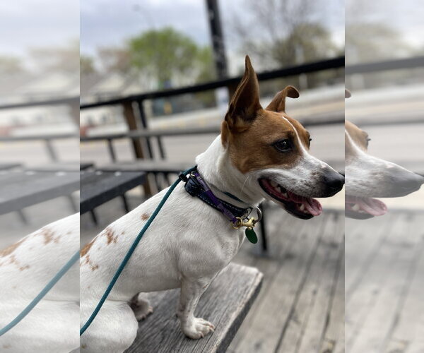Medium Photo #6 Jack Russell Terrier Puppy For Sale in St. Louis Park, MN, USA