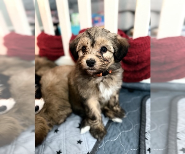 Medium Photo #1 Aussiedoodle Puppy For Sale in SMICKSBURG, PA, USA