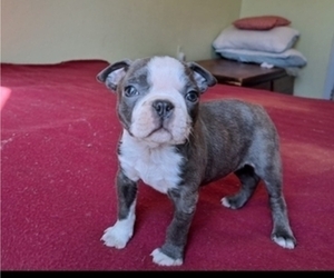 Boston Terrier Puppy for sale in LA JUNTA, CO, USA