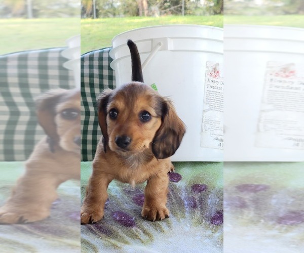 Medium Photo #1 Dachshund Puppy For Sale in PARRISH, FL, USA