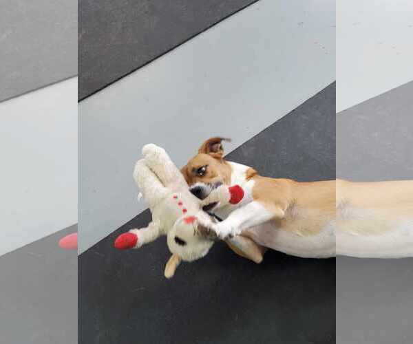 Medium Photo #9 Basset Hound-Unknown Mix Puppy For Sale in Hedgesville, WV, USA