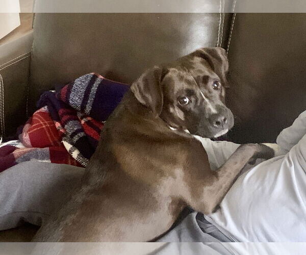 Medium Photo #4 Boxer-Unknown Mix Puppy For Sale in Westwood, NJ, USA