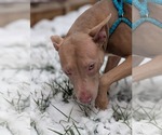 Small #3 American Staffordshire Terrier Mix