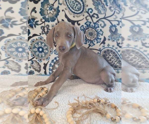 Medium Photo #3 Weimaraner Puppy For Sale in LEWISBURG, KY, USA