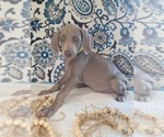 Small Photo #3 Weimaraner Puppy For Sale in LEWISBURG, KY, USA