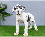 Puppy Jeremy Great Dane