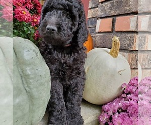 Labradoodle Puppy for sale in WINTHROP HARBOR, IL, USA