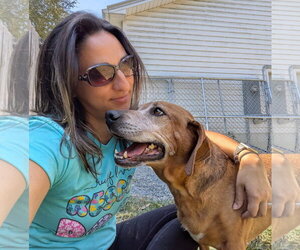 Dexter and Sophie (bonded pair) - Female Mutt Dog for Adoption - Photo #4