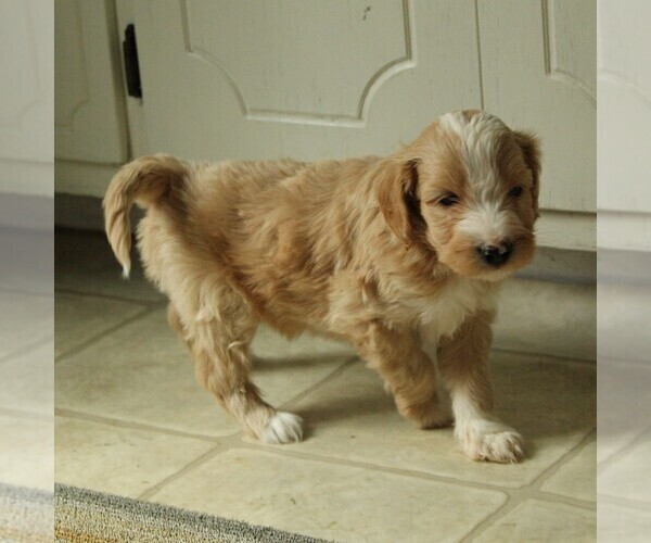 Medium Photo #6 Goldendoodle-Poodle (Miniature) Mix Puppy For Sale in KINZERS, PA, USA