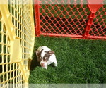 Small Photo #1 Chihuahua Puppy For Sale in CENTRAL POINT, OR, USA