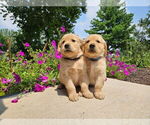 Small #2 Golden Retriever