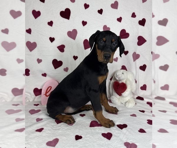Medium Photo #3 Doberman Pinscher Puppy For Sale in GREENFIELD, IN, USA