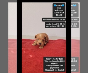 Maltipoo (Toy) Puppy for sale in TUCSON, AZ, USA