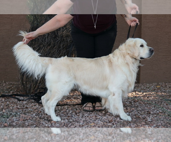 Medium Photo #1 English Cream Golden Retriever Puppy For Sale in BUCKEYE, AZ, USA